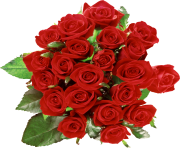 rose png flower 646