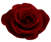 rose png flower transparent