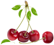 Cherries PNG Clipart