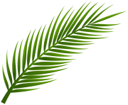 Palm Tree Leaf PNG Clip Art