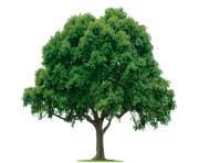 tree png 1380909949