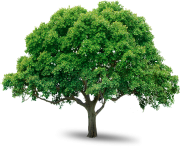 tree png 216