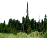 forest png transparent background