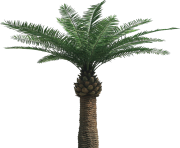 palm tree png image 2505