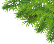 fir tree png transparent 3692