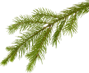 fir tree png transparent 3691