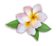 Plumeria Flowers Png HD