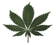 cannabis leaf png weed