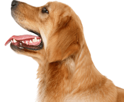 28 dog png image