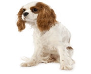 25 dog png image