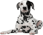 72 dog png image