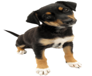 59 dog png image