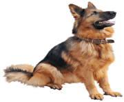 71 dog png image