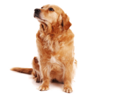 32 dog png image