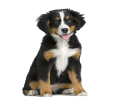 7 dog png image