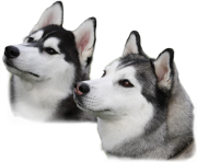 Husky PNG Image