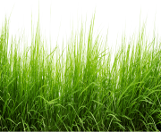 Line Of Grass PNG Image