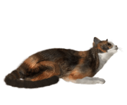 nice cat png image