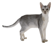 cat png 8