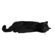 cat png image