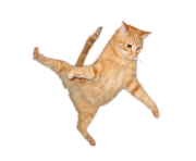 cat png 6