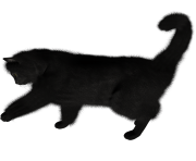 30 cat png image