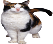 cat png 7