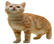 cat png want food