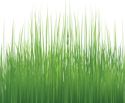 grass png 33