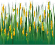 grass png 10