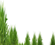 grass png 40