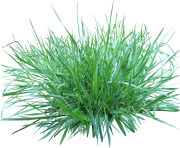 grass png 8 green