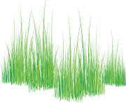 grass png 25