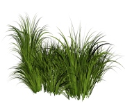 grass png 15