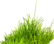 grass png 45