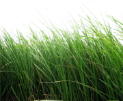 grass png 42 green