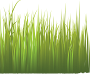 grass png 37