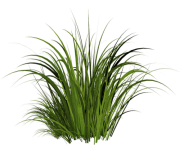 grass png 19