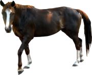 black horse png animal 14