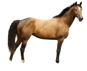 Animal Horse Png Transparent 10