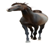 black horse png animal 1