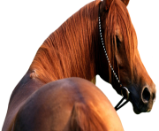 horse png Eohippus 3