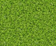 seamless green grass png top view