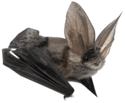 realistic bat png 6