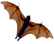 realistic bat png 4