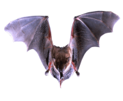 realistic bat png 19