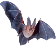 realistic bat png 3